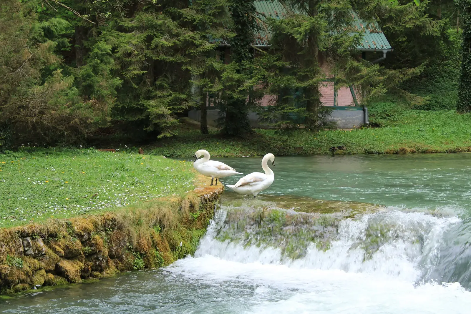 Vrelo Bosne’de kuğular, Ilidža